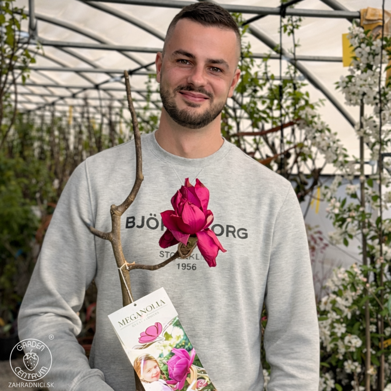 Obrázok Magnólia (Magnolia) ‘MEGANOLIA’® – výška 70-90 cm, kont. C7L
